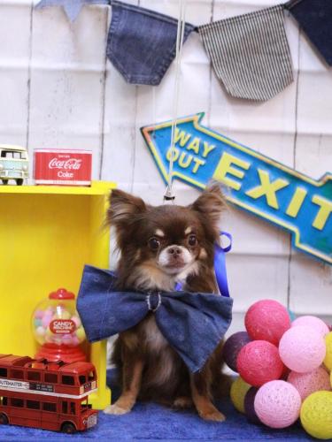 20230411チロルくん